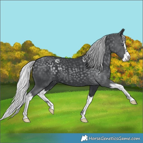 Horse Color:Silver Black Chinchilla Splash 