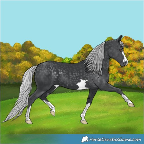 Horse Color:Silver Black Chinchilla 