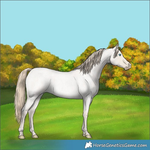 Horse Color:Smoky Creme Roan Dun 
