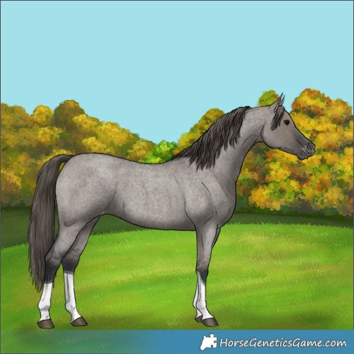 Horse Color:Grullo Roan Tobiano Appaloosa