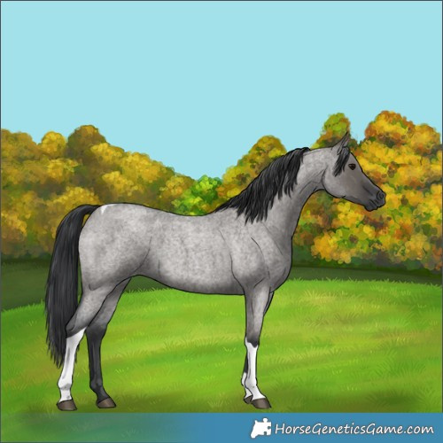 Horse Color:Grullo Roan Tobiano