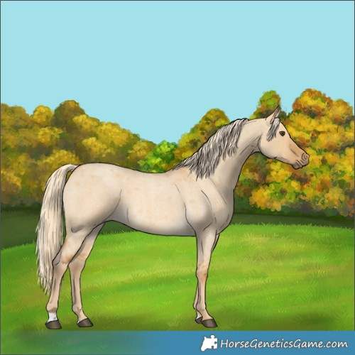 Horse Color:Palomino Roan Dun 
