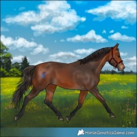Horse Color:Bay 
