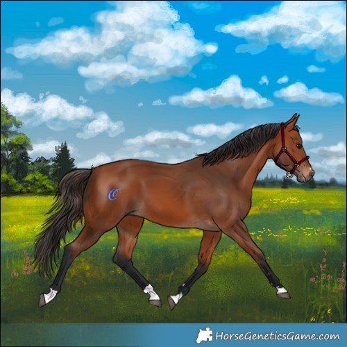 Horse Color:Bay 