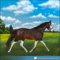 Horse Color:Gray Bay Splash Frame 