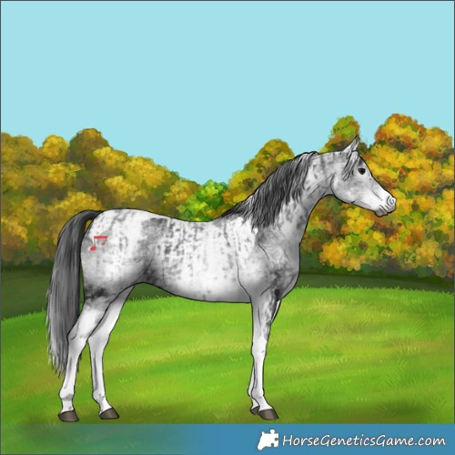 Horse Color:Gray White Spotted Black and Gray White Spotted Black Tobiano