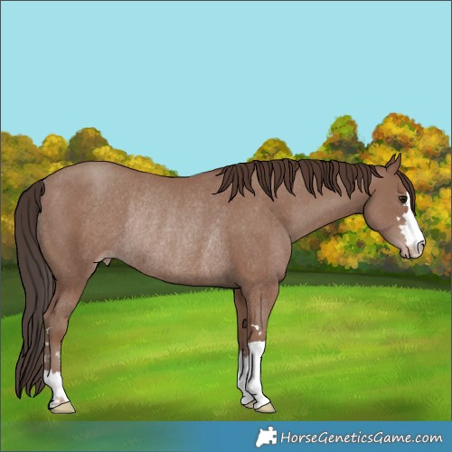 Horse Color:Classic Champagne Rabicano 