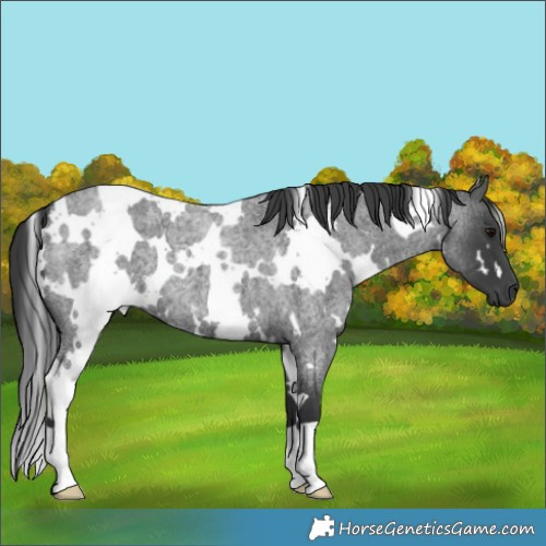 Horse Color:White Spotted Blue Roan 