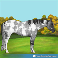 Horse Color:White Spotted Blue Roan