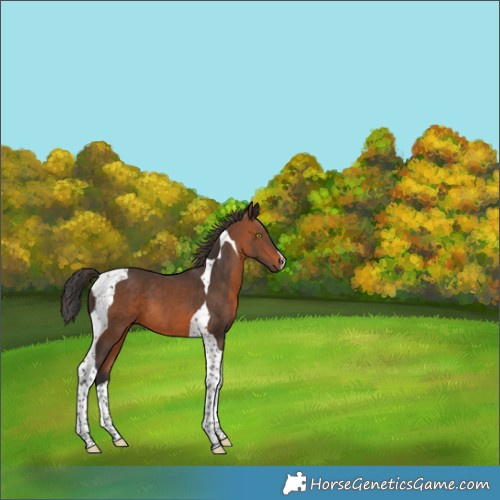 Horse Color:Bay Tobiano 