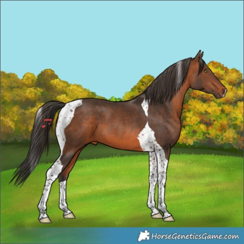 Horse Color:Bay Tobiano 