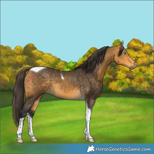 Horse Color:Buckskin Tobiano 