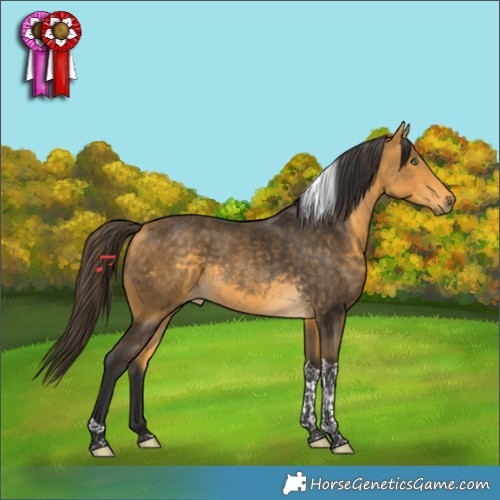 Horse Color:Buckskin Tobiano