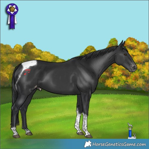 Horse Color:Black Tobiano Appaloosa 