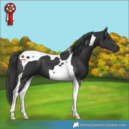 Horse Color:Black Tobiano 