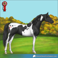 Horse Color:Black Tobiano 