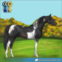 Horse Color:Brown Tobiano