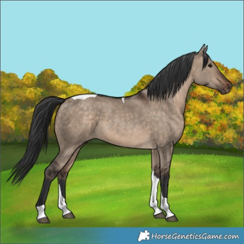 Horse Color:Brown Dun Tobiano 