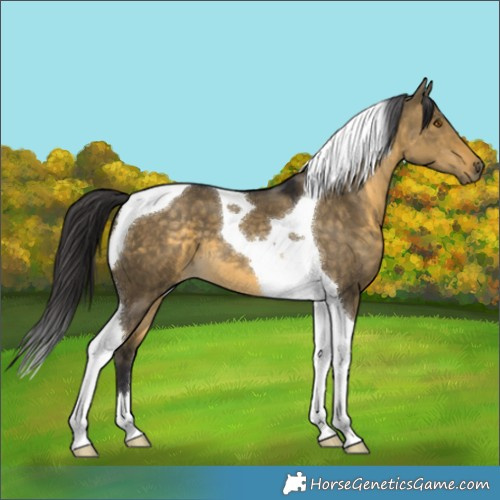 Horse Color:Buckskin Dun Tobiano 