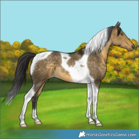Horse Color:Buckskin Dun Tobiano