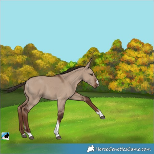 Horse Color:Liver Red Dun Tobiano