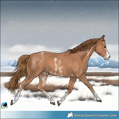 Horse Color:Chestnut Sabino Varnish 