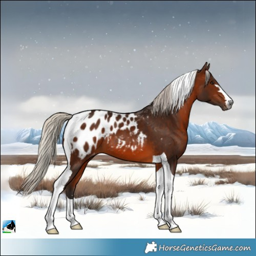Horse Color:Gray Silver Bay Tobiano Blanket 