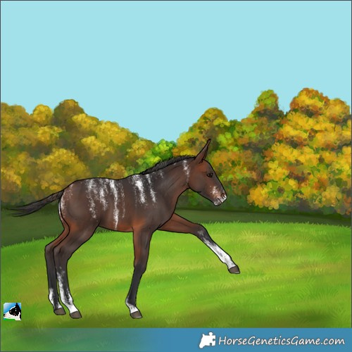 Horse Color:Powder White Bay