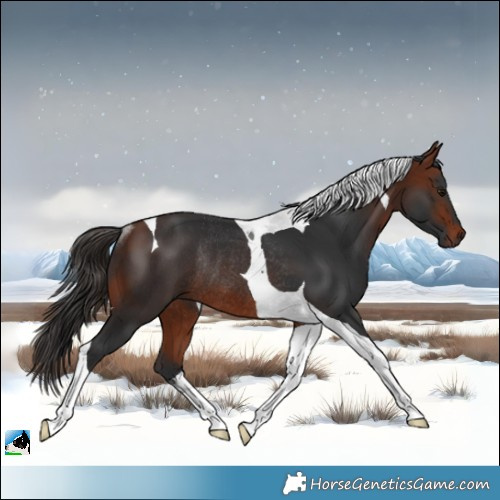 Horse Color:Bay Tobiano Rabicano 
