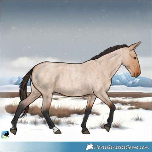 Horse Color:Bay Roan Dun 