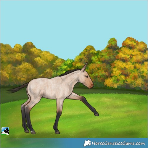 Horse Color:Bay Roan Dun 
