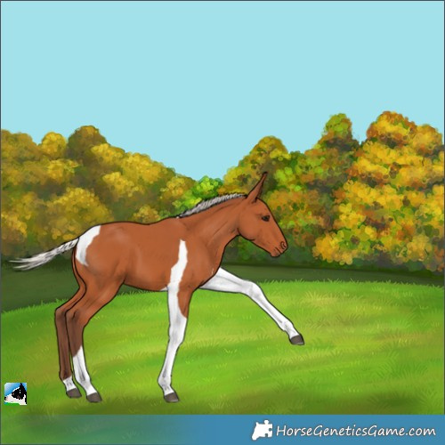 Horse Color:Silver Bay Tobiano