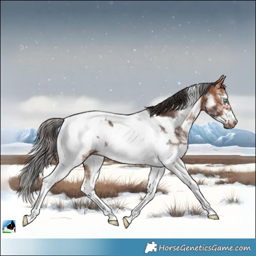 Horse Color:White Spotted Bay Tobiano Frame Rabicano 
