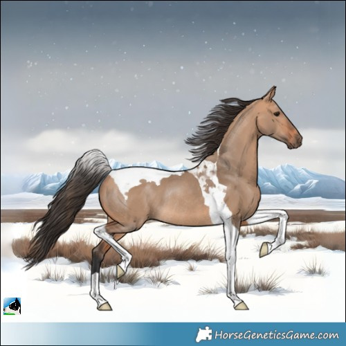 Horse Color:Bay Dun Tobiano Rabicano 