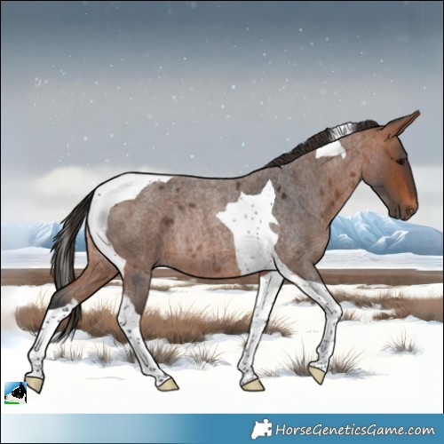 Horse Color:Bay Roan Tobiano Rabicano 