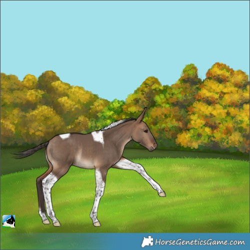 Horse Color:Bay Dun Tobiano Rabicano 