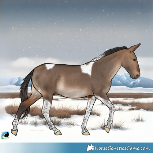 Horse Color:Bay Dun Tobiano Rabicano 