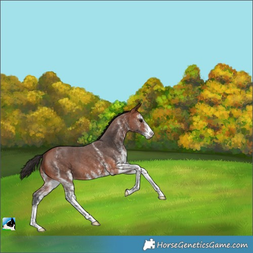 Horse Color:White Spotted Bay 