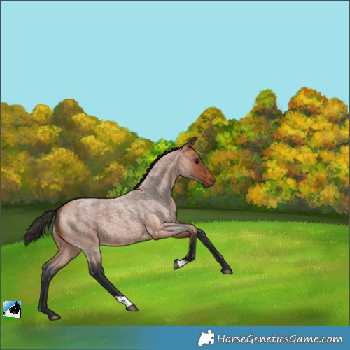 Horse Color:Bay Roan 