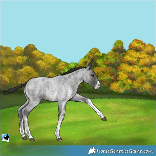 Horse Color:White Spotted Blue Roan 