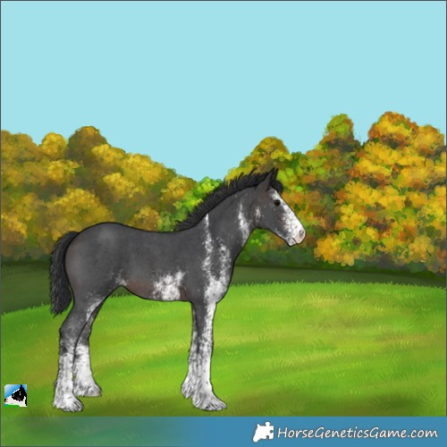 Horse Color:White Spotted Brown 