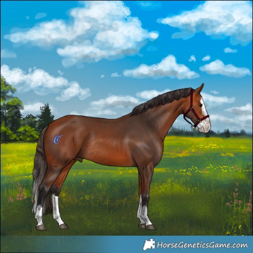 Horse Color:Bay Splash Rabicano 