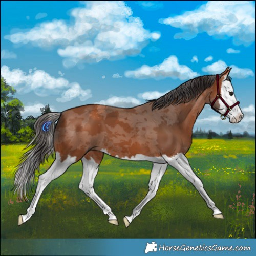 Horse Color:Bay Merle Splash 