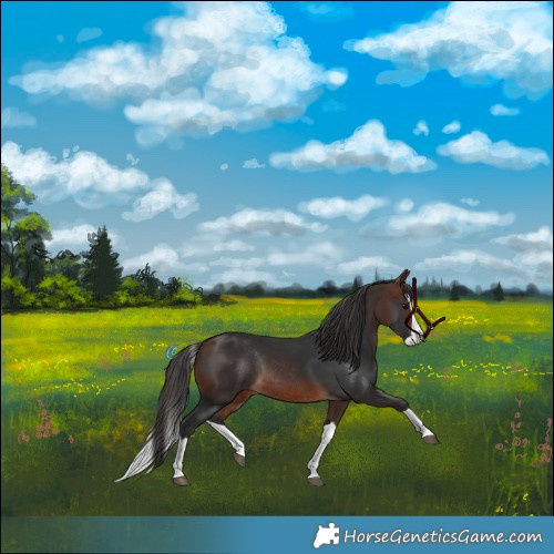 Horse Color:Brown Splash Rabicano