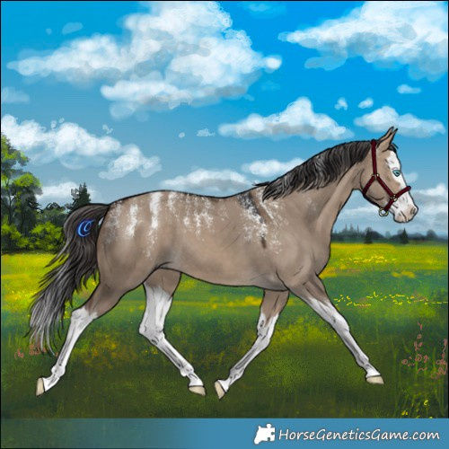 Horse Color:Powder White Brown Dun Splash 