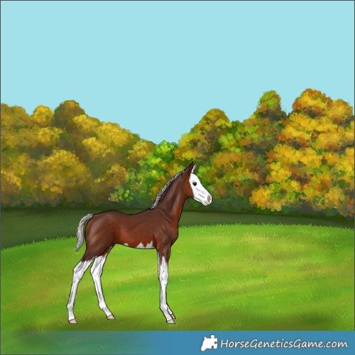 Horse Color:Silver Bay Splash 