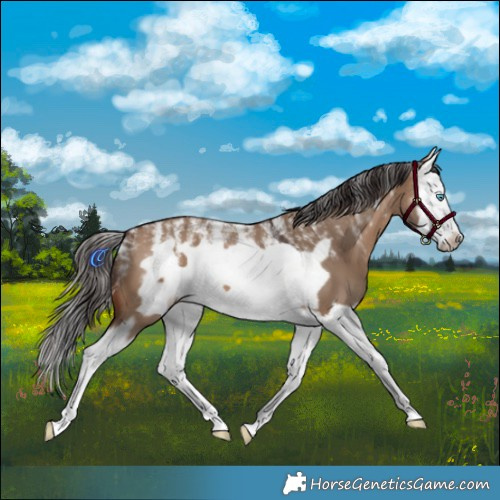 Horse Color:Powder White Bay Dun Splash Frame 
