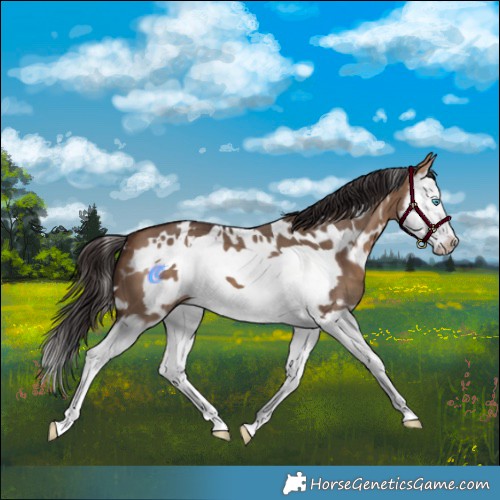 Horse Color:White Spotted Bay Dun Splash Frame 