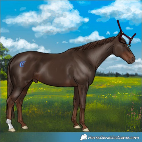Horse Color:Liver Chestnut 