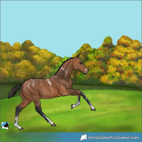 Horse Color:Powder White Bay 